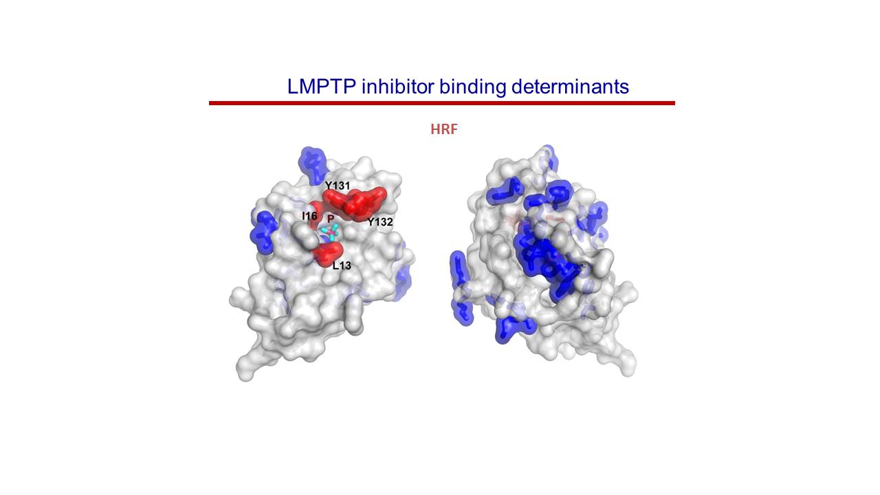 Inhibitor Binding Determinants